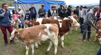 Posof'ta 'En Güzel Buzağı' Yarışması