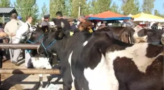 Simav'ın Hayvan Pazarı Yeniden Açıldı