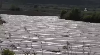 Çanakkale Domatesinde Yüksek Rekolte Beklentisi - Çanakkale