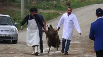 Kaçan Kurbanlık Koyun Zor Anlar Yaşattı
