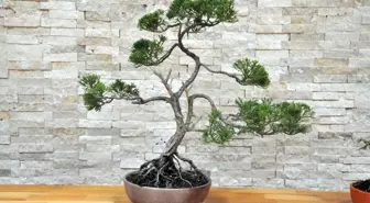 Huzur Veren Uğraş: Bonsai