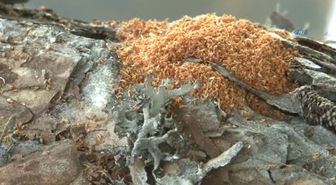 Ormanlarda Biyolojik Mücadele Devam Ediyor