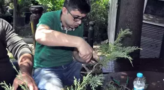 Bonsai Sanatı ile Ağaçlara Şekil Verdiler