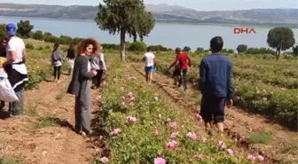 Burdur Üniversiteliler Lisinia'da Gül Topladı