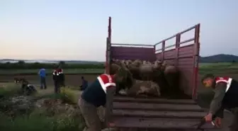 Edirne'de Hayvan Hırsızlığı