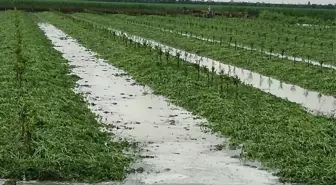 Adana'da Dolu Tarım Alanlarına Zarar Verdi