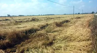 Dolu ve Yağış Adana Çiftçisini Üzdü