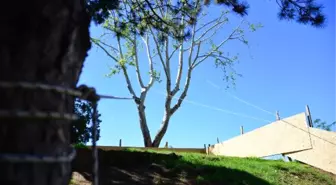 30 Yıllık Çınar Ağacı İçin 2,5 Milyon Liralık Proje Değiştirildi