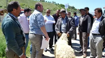 Boyabat'ta Üreticilere Damızlık Koç Dağıtıldı