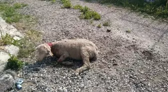 Hisarcık'ta Köpekler 3 Koyunu Telef Etti, 12 Koyunu Yaraladı