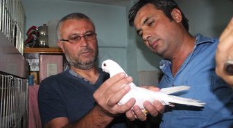 Denizli'de Güvercin Güzellik Yarışmasın Yoğun İlgi
