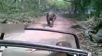 Hindistan'da Öfkeli Fil Safari Aracını Kovaladı
