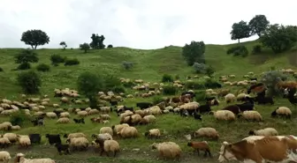 Antalya'da Yörüklerin Yayla Yolculuğu Başladı