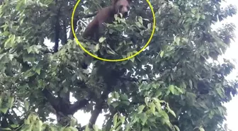 Bursalı Çiftçi, Kirazlarını Yiyen Ayıyı Tehdit Ederek Uzaklaştırdı