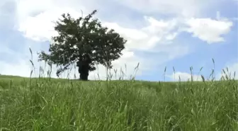 Sanayi Kenti 'Biyolojik Çeşitlilik' Zengini Çıktı