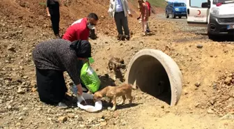 Kızılay Bu Defa Yavru Köpekler İçin Devrede