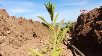 Burdur Lisinia'da Dağçayı Yetiştirilecek