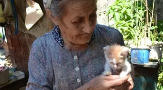 İzmir'deki Vahşet Hayvanseverleri Ayaklandırdı