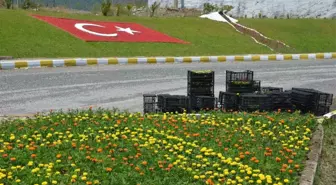 Köyceğiz'de Mevsimlik Çiçek Dikimi