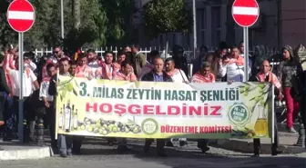 Milas 4. Zeytin Hasat Şenliği 25 - 26 Kasım'da