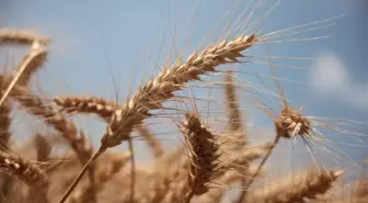 Adana'da Buğday Rekoltesi Coştu