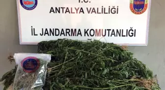 Antalya'da 487 Kök Kenevir Ele Geçirildi