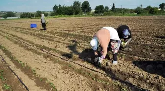 Bafra Ovası'nda Tütün Dikim Sezonu Açıldı