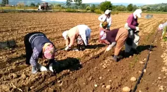 Bafra Ovası'nda Tütün Dikim Sezonu Açıldı