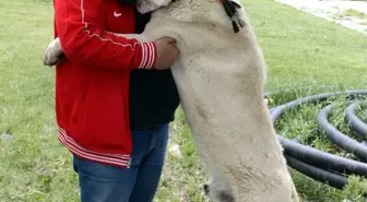 Bu Köpekleri Gören 'Maşallah' Diyor