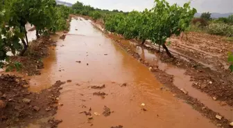 Denizli'de Sağanak ve Dolu Tarlalara Zarar Verdi