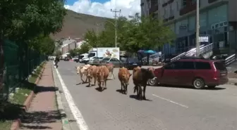 Solhan'da Başı Boş Hayvanlarla Mücadele