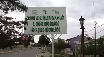 Angut Kuşu Yavruları Koruma Altına Alındı