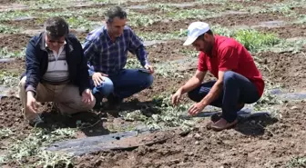 Bayındır Çiftçisi Dolu Mağduru