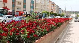 Çankırı Çiçek Açtı