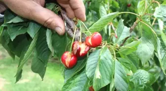 Dolu, Kirazı Vurdu