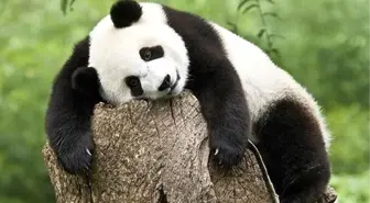 Gurbetçi Pandalar Çin'e Döndü