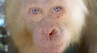 İlk Kez Karşılaşılan' Albino Orangutan Korumaya Alındı