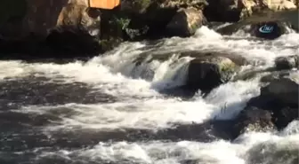 İnci Kefallerin Zorlu Yolculuğu Devam Ediyor