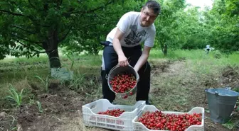Kiraz Üreticinin Yüzünü Güldürdü
