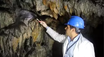 Mağara Diş Fırçasıyla Temizleniyor