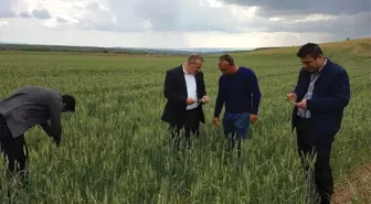 Sungurlu'da Tarım Arazilerini Dolu Vurdu