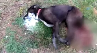 Zehirlenen Köpeğin Can Çekişme Anları Saniye Saniye Kayda Alındı