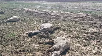 Ankara'da Sel Koyunları Telef Etti