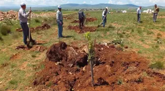 Aslanapa'a Ağaçlandırılıyor