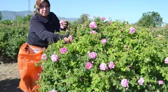 Gülde Sezon Uzadı Rekolte Arttı