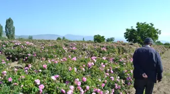 Gülde Sezon Uzadı, Rekolte Arttı