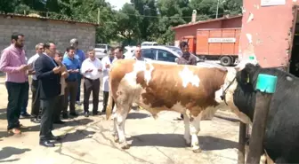 Kahta'da Öksüz ve Yetimler İçin Büyükbaş Hayvan Kesildi