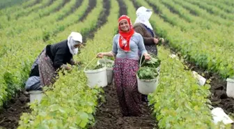 Yaprağı Meyvesine Rakip Oldu