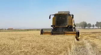 Mkü Arazilerinde Buğday Hasadına Başlandı