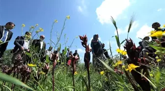 Samsun Salebinde Hasat Zamanı